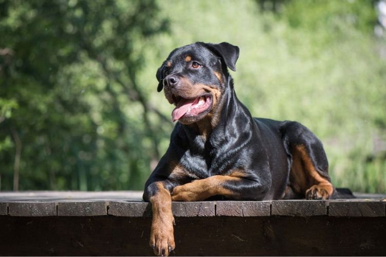 Địa chỉ bán Rottweiler
