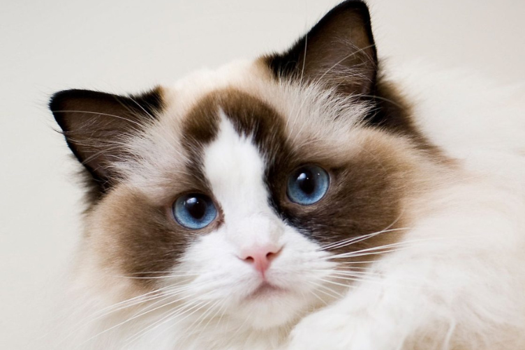 giá mèo ragdoll và thông tin chung