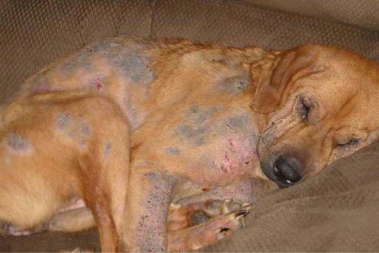 chó bị nấm da 