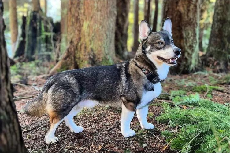 lai với corgi