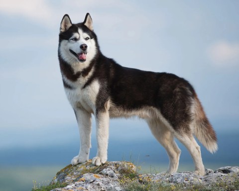 Chó Husky thuần chủng