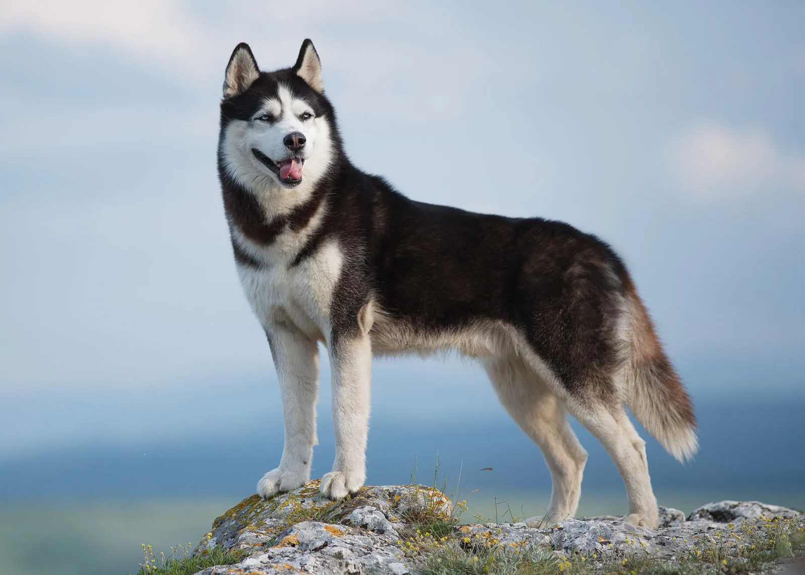 Chó Husky thuần chủng