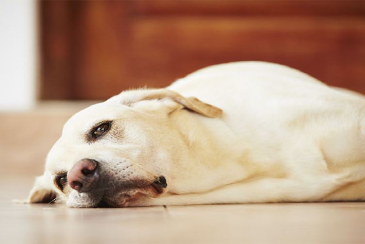 dấu hiệu bệnh ký sinh trùng máu ở chó