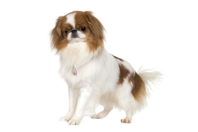 nguồn gốc chó Nhật