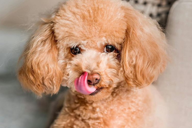 cho chó uống men tiêu hoá