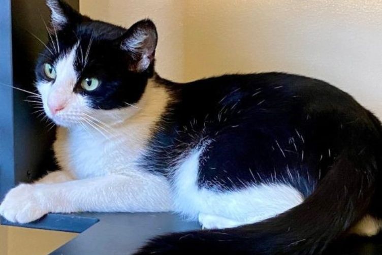 Tuxedo cat