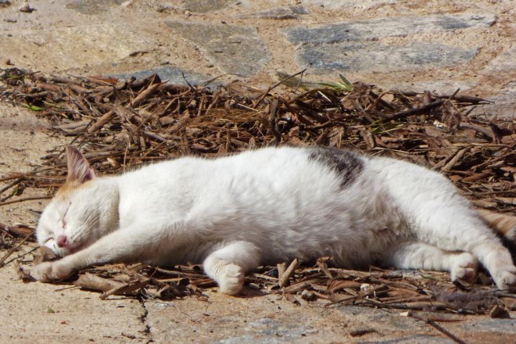 mèo nằm ở những nơi không sạch sẽ