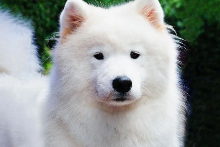 khuôn mặt chó sam