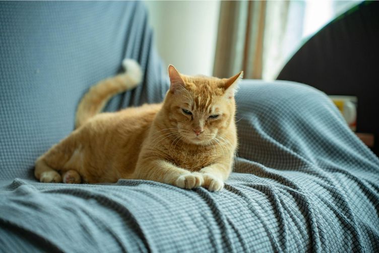 yellow cat