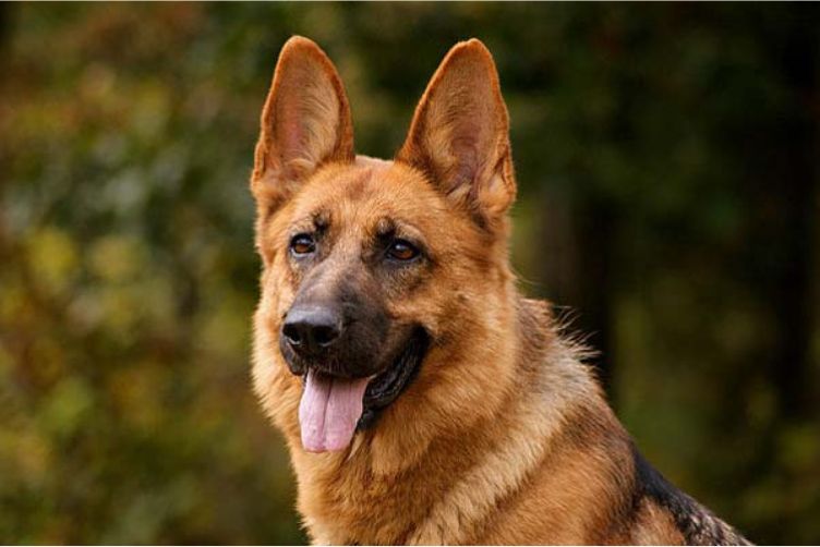 chó trưởng thành