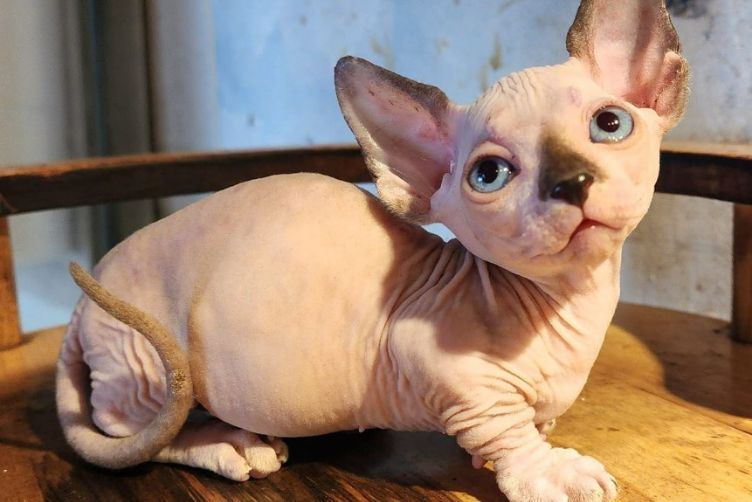 các loại mèo cảnh dễ nuôi
