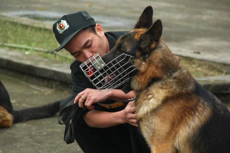 chó nghiệp vụ becgie 