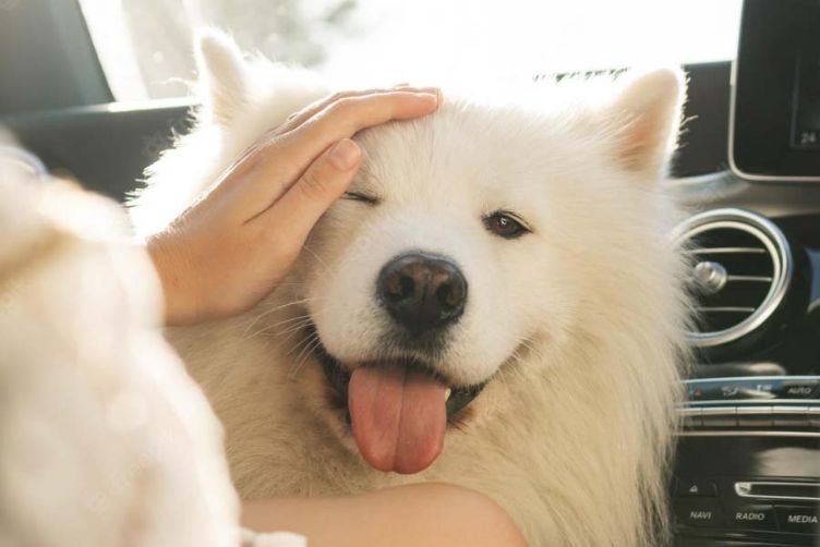 tính cách samoyed