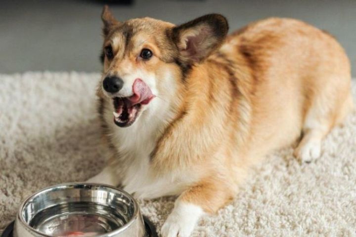 Top 5 Men Tiêu Hoá Cho Chó Bác Sĩ Thú Y Khuyên Dùng