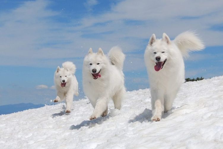 sức khoẻ Samoyed