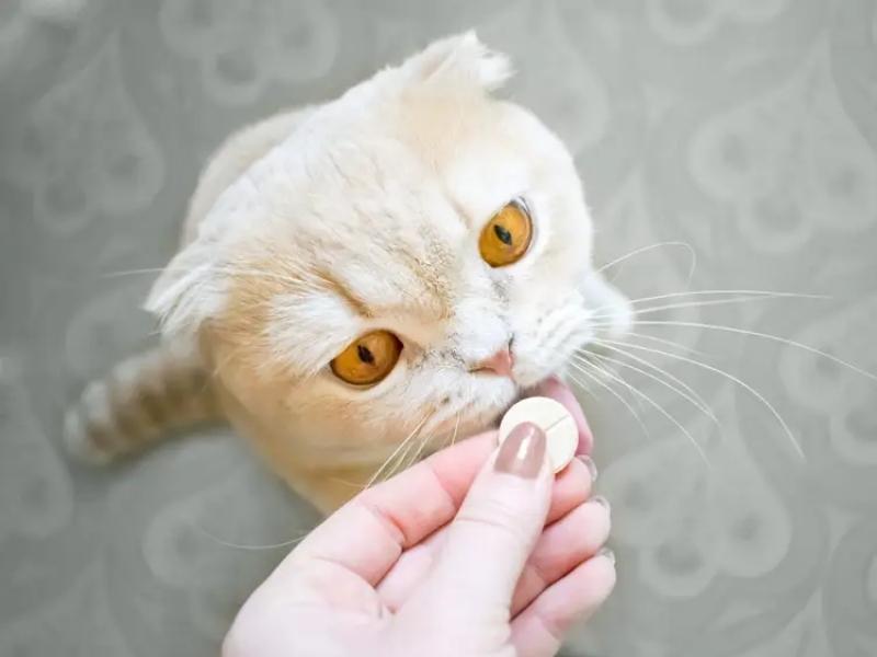 sổ giun cho mèo tại nhà