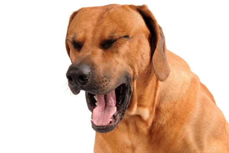 top 10 bệnh thường gặp ở chó mèo 