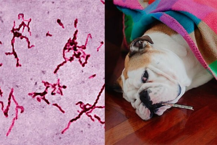 Bệnh xoắn khuẩn lepto ở chó mèo