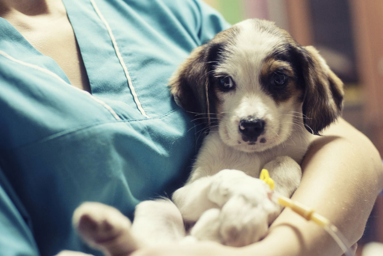 Bệnh Parrvovirus ở chó