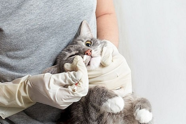 cách sổ giun cho mèo tại nhà 