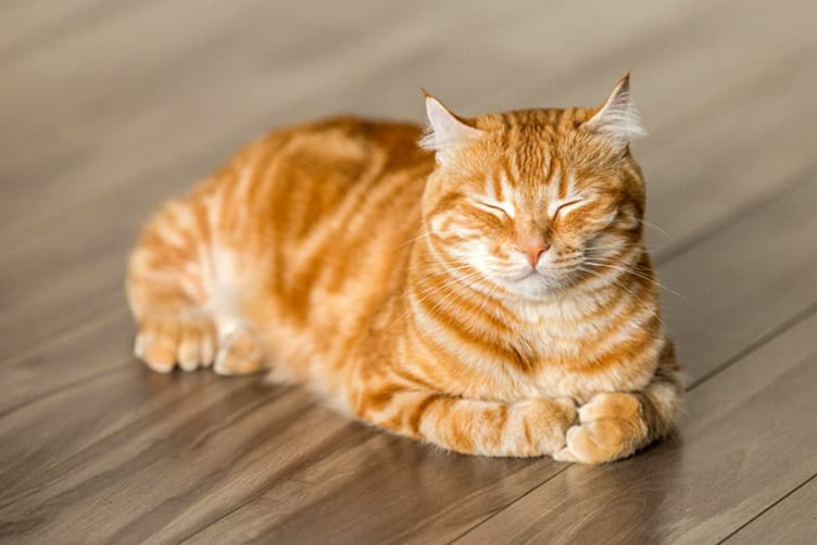 mèo mướp vàng