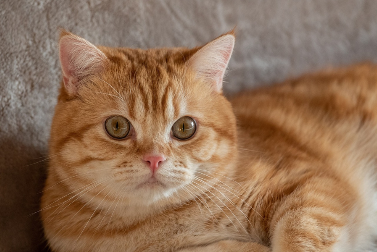 mèo anh lông ngắn vàng