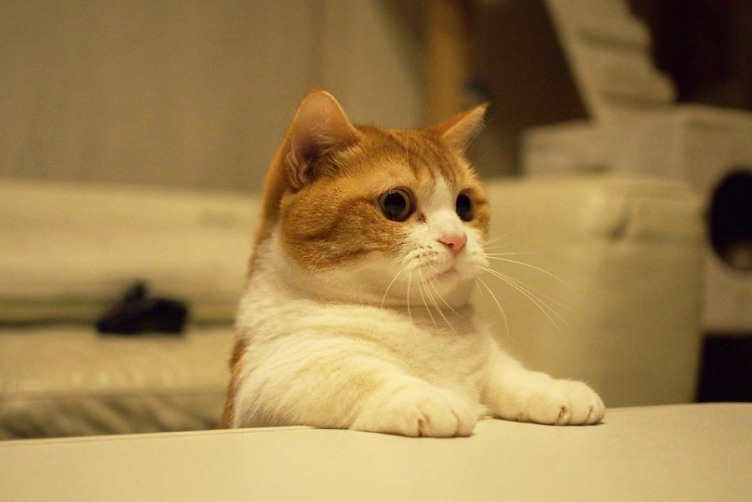 Mèo Munchkin