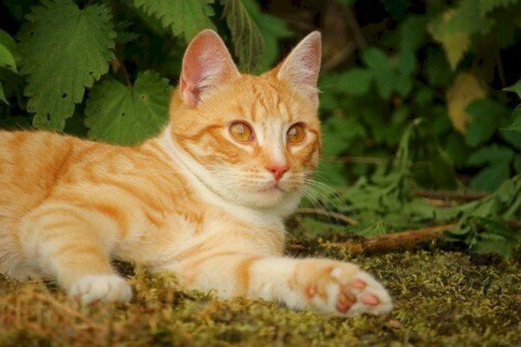Các thông tin hữu ích về giống mèo vàng phổ biến tại Việt Nam