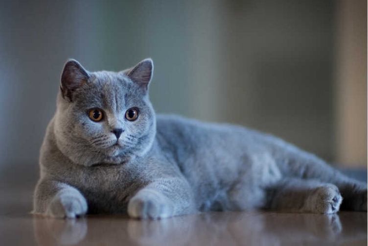 mèo anh lông ngắn ăn cơm được khôn