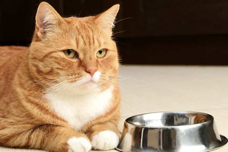 mèo ăn cơm được không