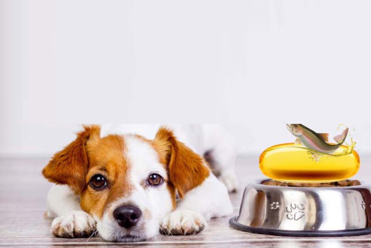dầu cá hồi cho chó