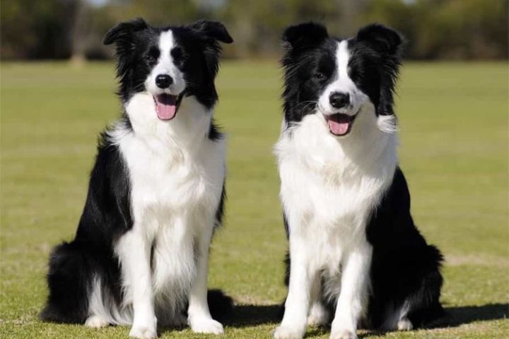 border collie