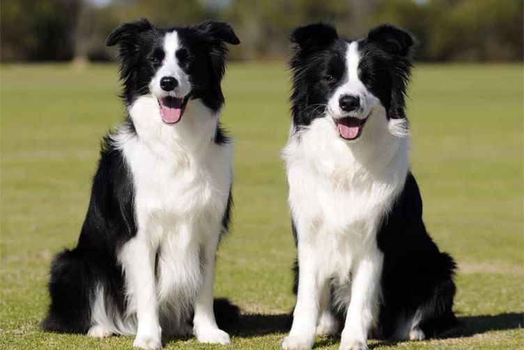 border collie