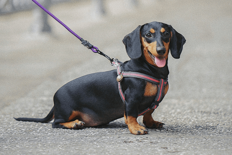 chó lạp xưởng xúc xích