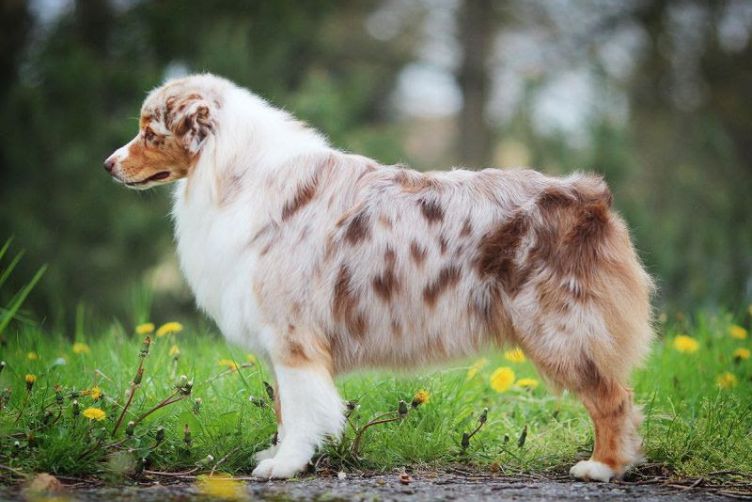 các giống chó chăn cừu