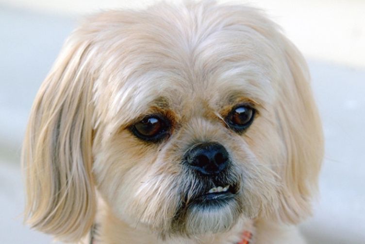 chó bắc kinh lai poodle 