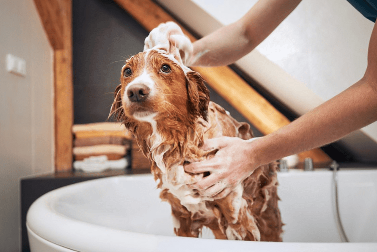 cách tri ve chó bằng nước rửa chén 