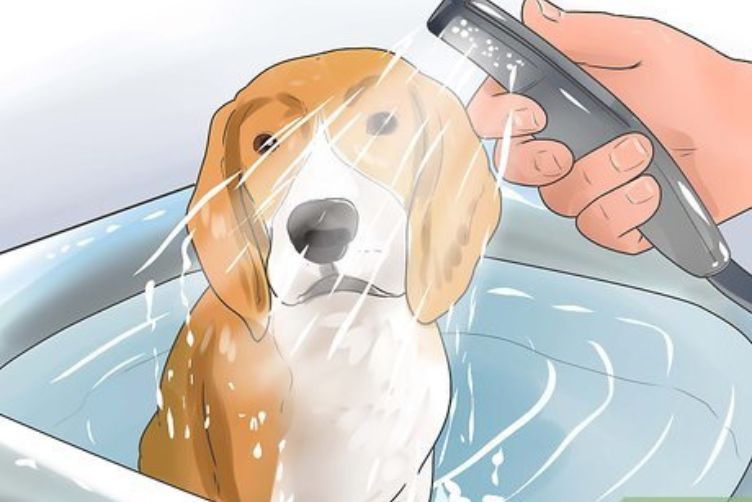 Cách chăm sóc chó Beagle