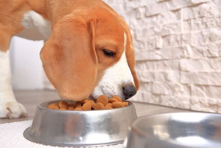 Thức ăn cho chó Beagle