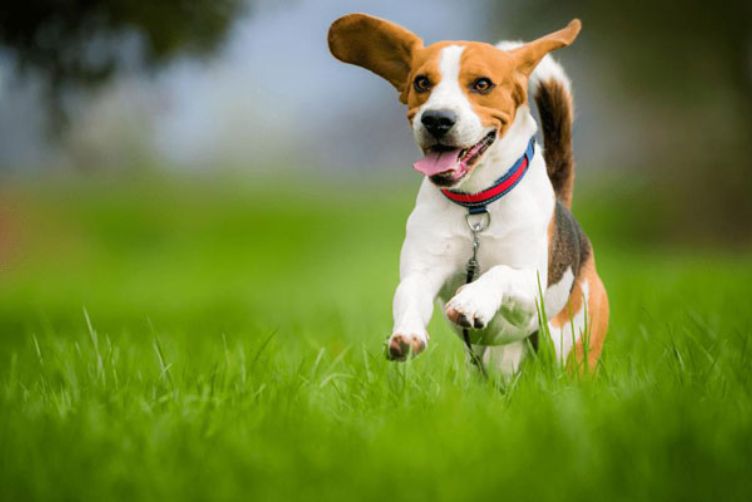 Nơi sống của chó beagle