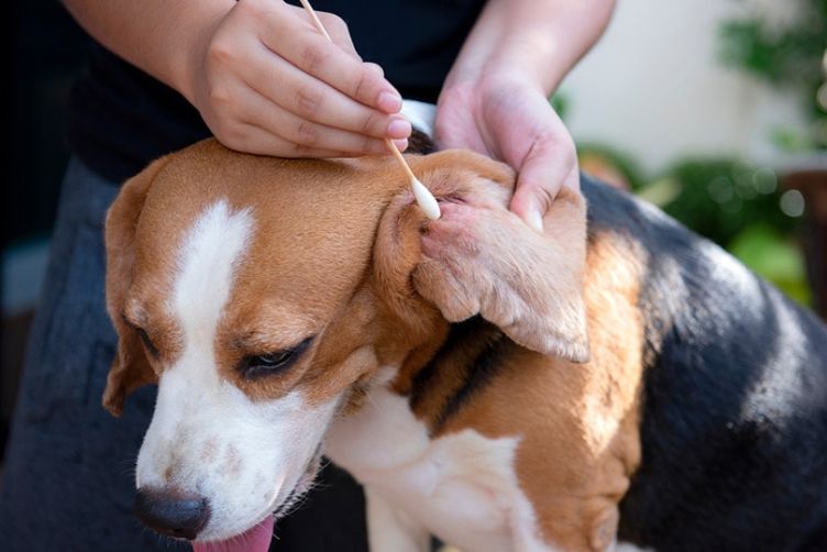 cách vệ sinh cho chó beagle