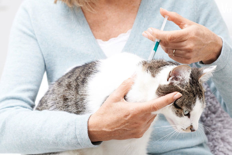 cách phòng trị bọ chét cho mèo