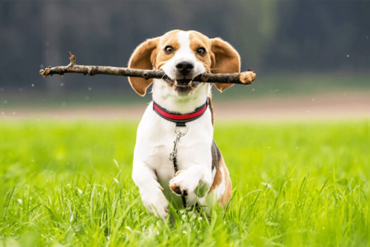 huấn luyện beagle tại nhà
