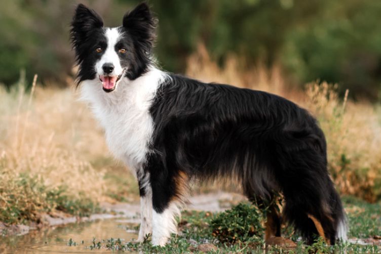 border collie