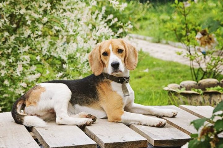 chó beagle