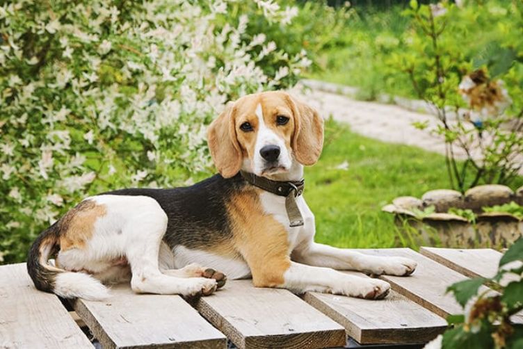 chó beagle