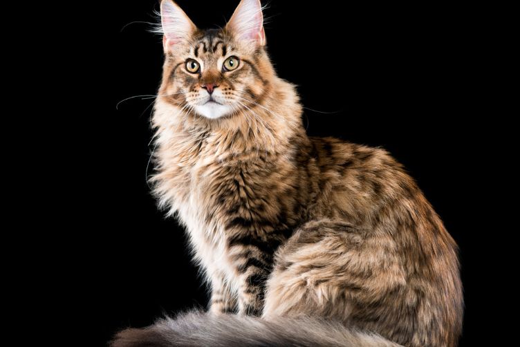 maine coon tabby