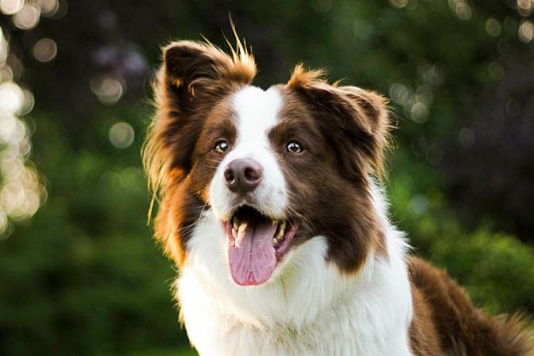 Collie biên giới 