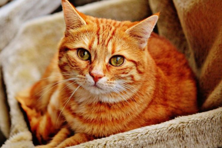 orange tabby
