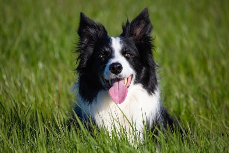 cách chăm sóc chó border collie